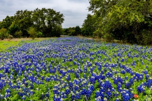 texas-bluebonnets